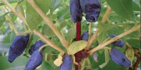 Honeysuckle kamchadalka